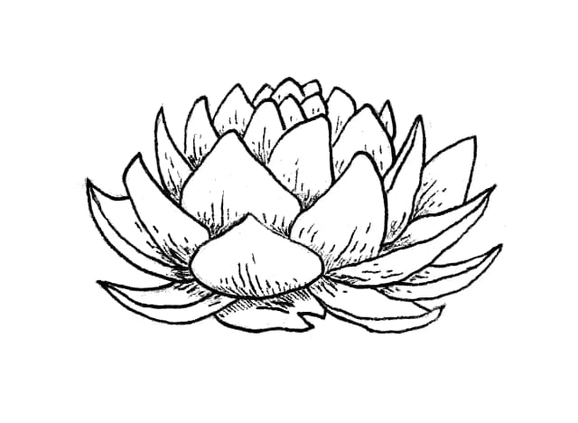 Lotus flower
